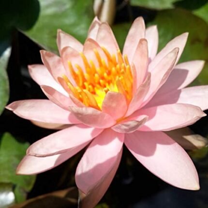 Waterlily live plant
